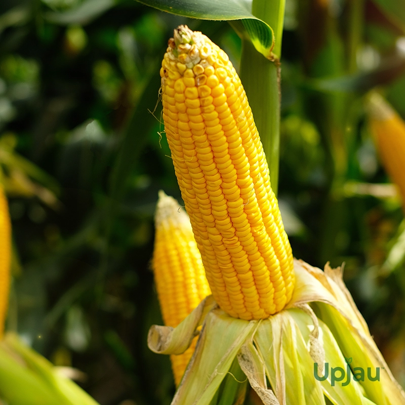 Sweet Corn