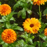 Calendula Seeds Hybrid F1 (40 Seeds)