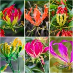 Gloriosa Mix Color Bulb (Pack of 5)