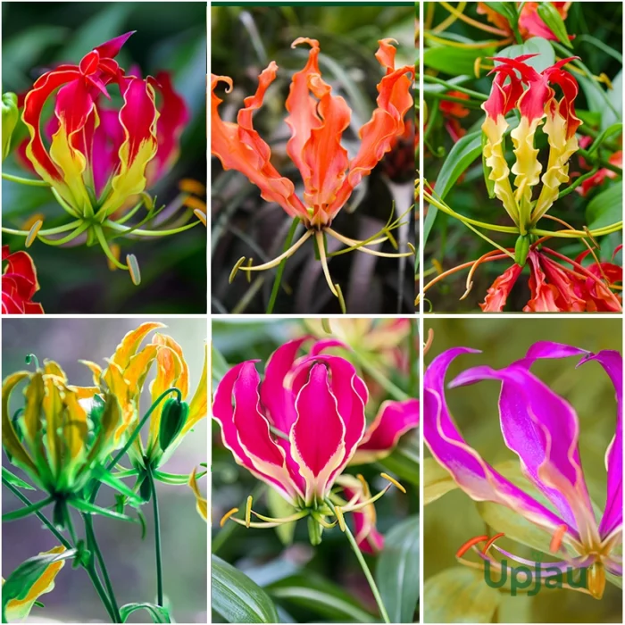 Gloriosa Mix Color Bulb