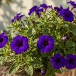 Petunia Blue Seeds Hybrid F1 (50 Seeds)