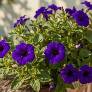 petunia blue