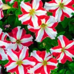 Petunia Rose Star Mix Seeds Hybrid F1 (50 Seeds)