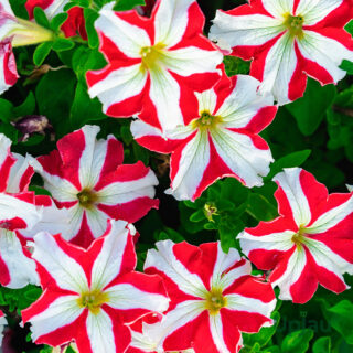 petunia red star
