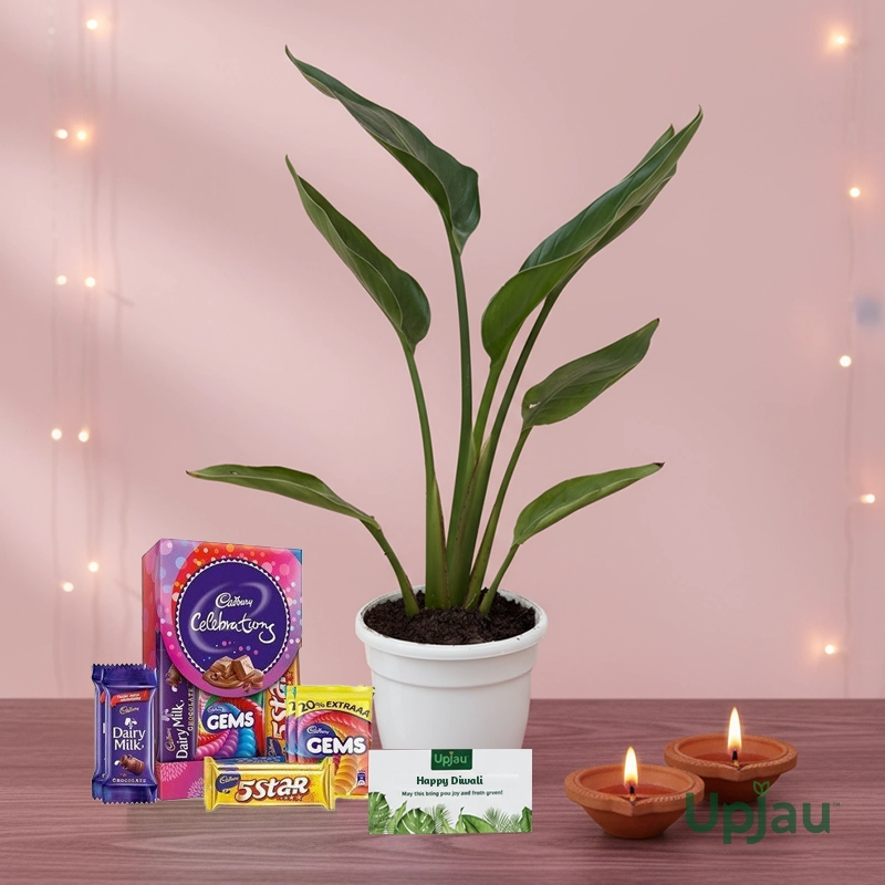 BOP_Diwali2