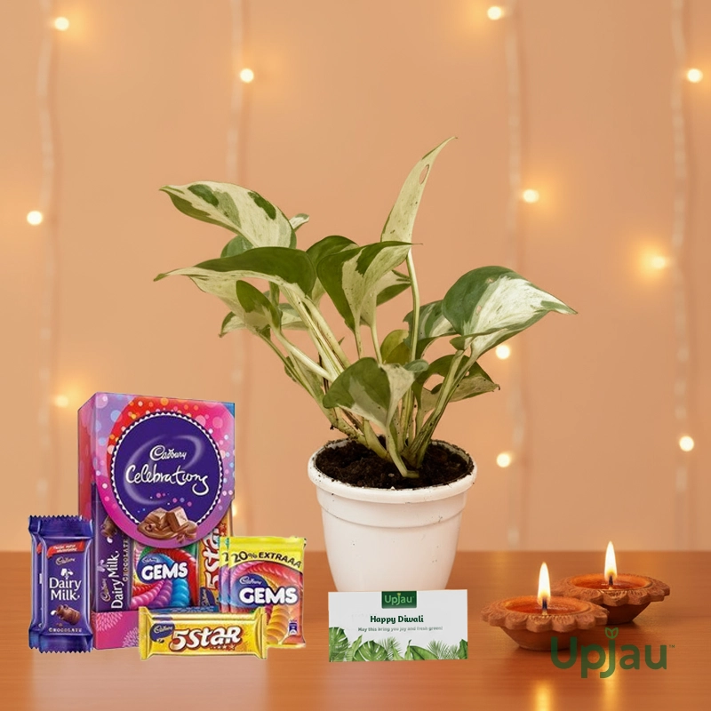 Money plant 2-gift2