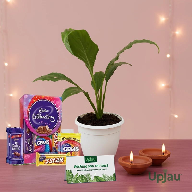 Peace lily Gift