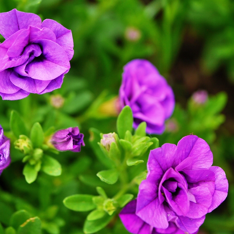 Petunia_DP2
