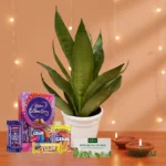 Diwali Gift Box- Snake Plant With Card