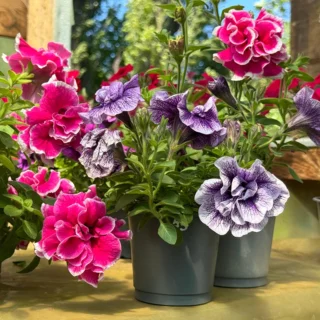 double-petal-petunia-flowering-plant-sapling