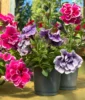 double petal petunia flowering plant sapling