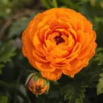 Orange Ranunculus flower Bulbs online in India with vibrant buttercup flowers