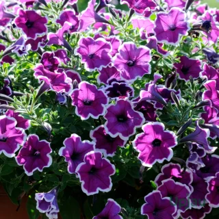 petunia-picotee-mix-colours-bloom