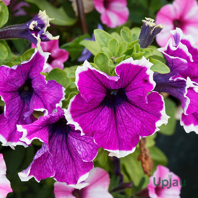 Petunia Picotee Sapling (Any Color) - Image 3