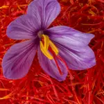 Saffron / Crocus bulbs (Imported)