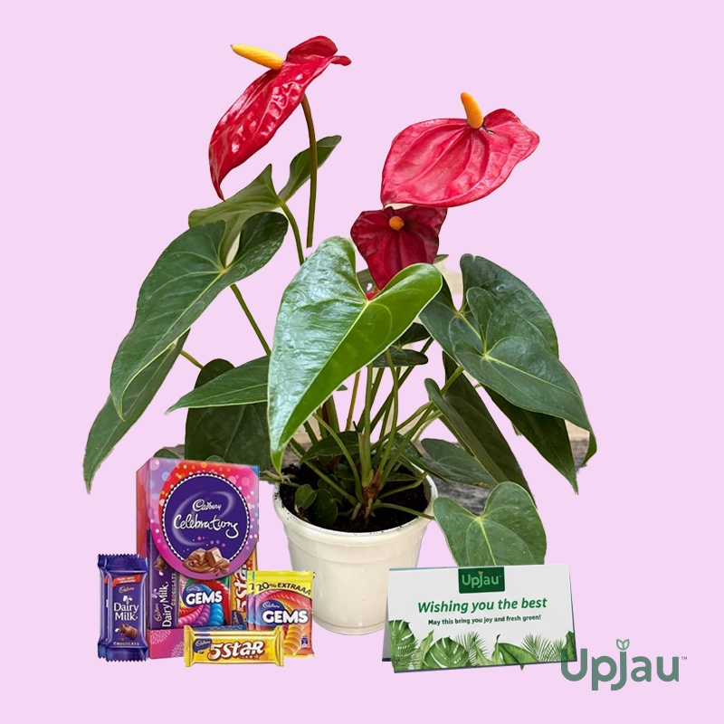 Anthurium GiFT