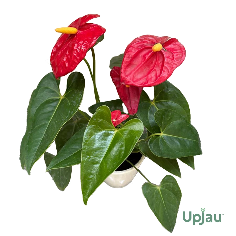 Anthurium GiFT2