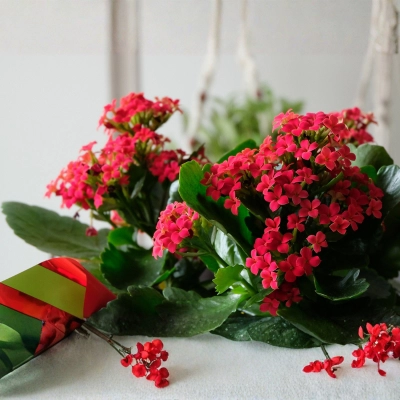 Kalanchoe plant