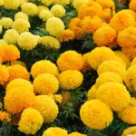 Marigold Ica Seeds F1 Hybrid (20 Seeds)