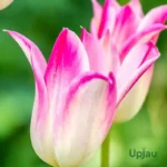 Tulip flower Bulb