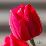 Tulip_Van-Eijk