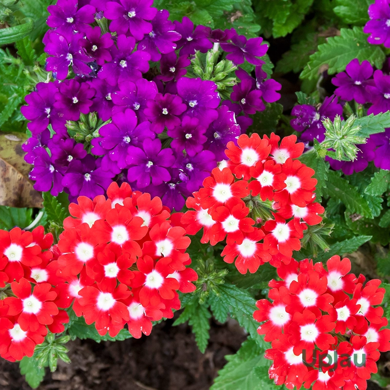 Verbena
