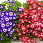 Cineraria Flower Plant Sapling (Any color)