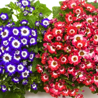 buy-florist’s-cineraria-flower-plant-sapling