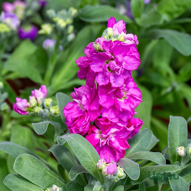 Stock / Matthiola Incana Plant Sapling (Any color) - Image 3
