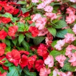 buy impatiens flower plant sapling online in India