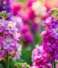 buy matthiola incana sapling