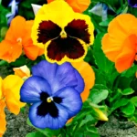 Pansy Flower Plant Sapling (Any color)