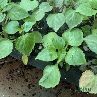 buy-touch-me-not-plant-online-india