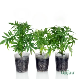 buy-white-marigold-plant