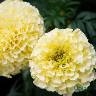 buy-white-marigold-plant-online-India