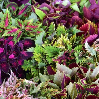 coleus