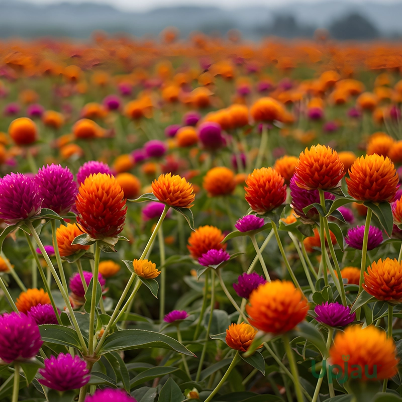 gomphrena 2
