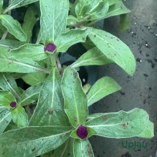 gomphrena Sapling