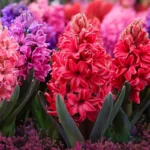 Hyacinth Flower Bulbs (Choose color) - Red