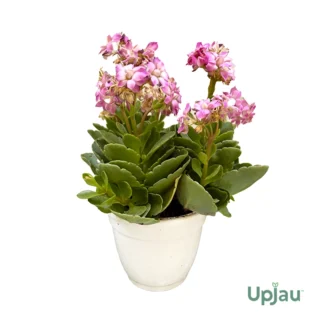 kalanchoe big