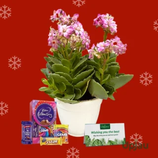 kalanchoe christmas