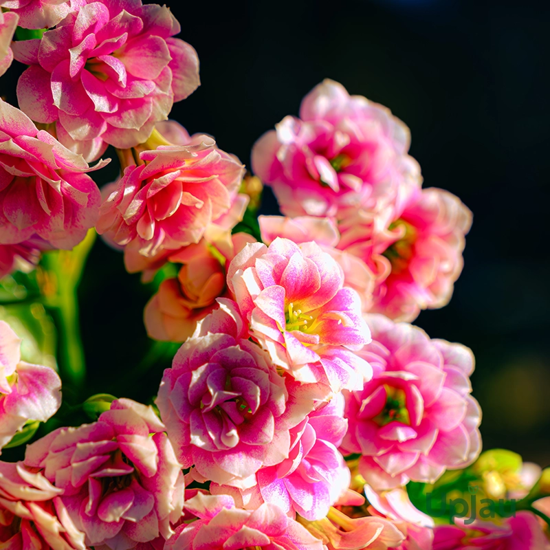 kalanchoe christmas2