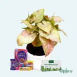 Syngonium Confetti – Best New Year 2026 Gift Plant in India