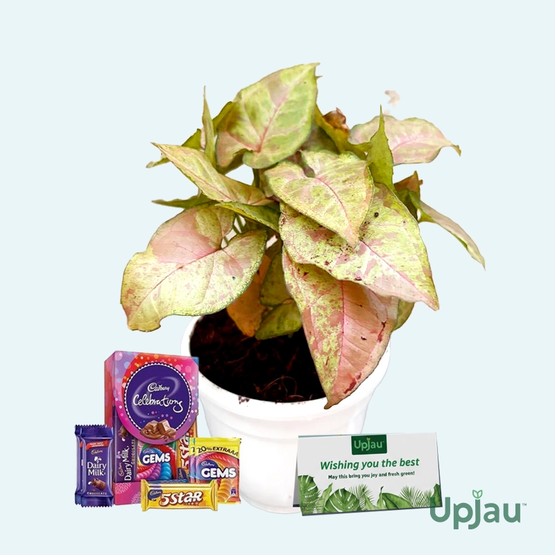 new-year-2026-gift-syngonium-confetti-plant-in-india
