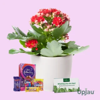 valentine day kalanchoe