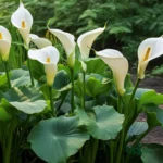 Arum lily / Zantedeschia Bulb