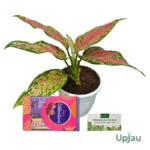New Year Gift with Aglonema Chinese