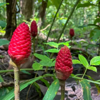 Shampoo Ginger bulb