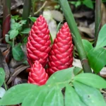 Shampoo Ginger Lily Bulb (Any Color)