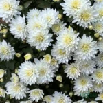 White Multiflora Chrysanthemum or Guldaudi or Guldavari Flower Plant  (Sapling)